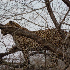 Ugg Nadaleen S/N 5740 Leather Boots size 10